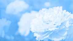 经典蓝色的健美的图像花牡丹软光散景过滤器花