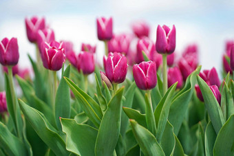 美丽的花束郁金香色彩斑斓的郁金香粉红色的郁金香公园自然背景