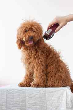 小狗微型贵宾犬红色的棕色（的）颜色毛茸茸的毛发粗浓杂乱的长头发坐在白色表面手限幅器梳理狗