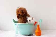 狗微型贵宾犬红色的棕色（的）白色波美拉尼亚的坐着盆地头发护理产品附近的概念梳理洗澡动物