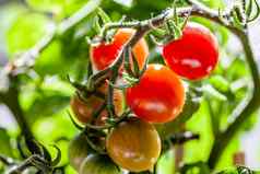 成熟的自然西红柿日益增长的分支首页流感大流行