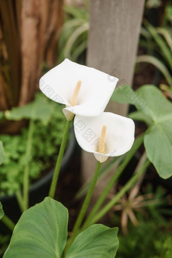 花白色马蹄莲特写镜头温室大<strong>各种</strong>绿色植物概念种植作物春天