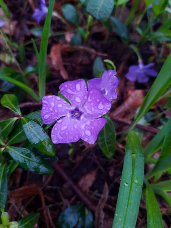 小长春花花滴雨