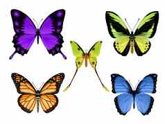 集美丽的色彩斑斓的蝴蝶