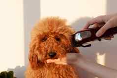 手小狗微型红棕色贵宾犬持有动物的鼻口限幅器切割动物概念动物护理