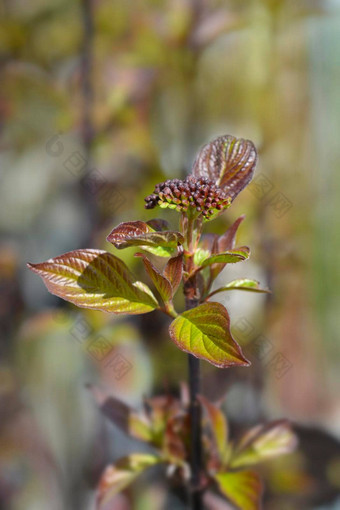 白色山<strong>茱萸</strong>kesselringii