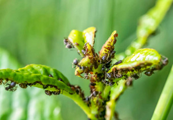 蚜虫植物叶自然关闭