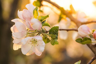 美丽的春天苹果树<strong>花开</strong>花关闭春天开花苹果树日落开花苹果树分支机构<strong>太阳</strong>耀斑背景苹果树花关闭