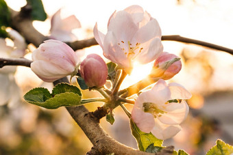 令人惊异的阳光下降迷人的白色树花苹果盛开的金太阳温暖的春天一天苹果花开花明亮的阳光明媚的天空