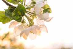 苹果花开花明亮的阳光明媚的天空令人惊异的阳光下降迷人的白色苹果花美丽的苹果树花春天