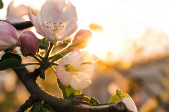 <strong>苹果</strong>开花明亮的<strong>金</strong>太阳迷人的白色花瓣视图绿色树叶令人惊异的<strong>苹果</strong>布鲁姆花园令人愉快的树花盛开的