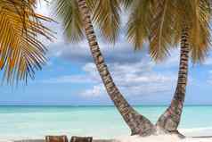 美丽的热带海滩椰子棕榈树住双胞胎棕榈树热带天堂海滩白色沙子椰子树手掌