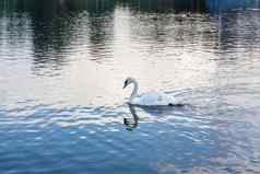 白色天鹅湖优雅的天鹅鸟