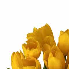 花束新鲜的黄色的郁金香白色孤立的背景春天花花瓶