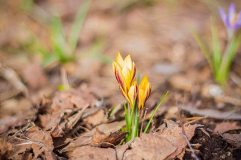 集团春天花森林完全开放的花珠子棕色（的）地面草藏红花番红花日益增长的地面早期春天阳光明媚的一天