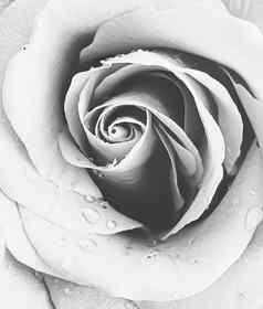 盛开的玫瑰古董花背景美自然