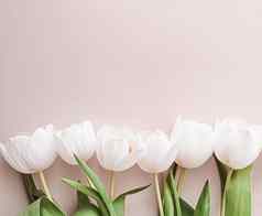 白色郁金香米色背景美丽的花平铺背景自然假期