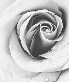 盛开的玫瑰古董花背景美自然