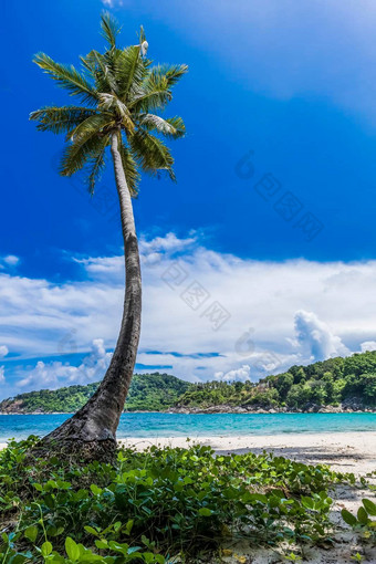 椰子棕榈树热带海夏天假期热带海滩概念椰子棕榈生长白色沙子海滩椰子棕榈树前面自由海滩普吉岛泰国垂直照片