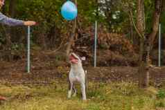 坑牛梗狗玩气球