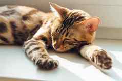 可爱的金孟加拉基蒂猫铺设窗台上放松
