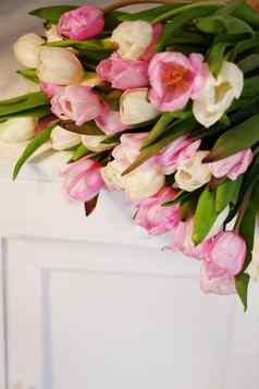 粉红色的白色郁金香花模式光柔和的白色背景
