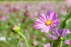 宇宙花脸日出场