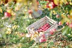秋天收获红色的有机苹果