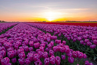 盛开的花灯泡农村荷兰春天日落