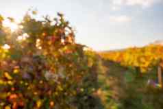摘要散焦明亮的秋天红色的橙色黄色的小道消息叶子葡萄园温暖的日落阳光美丽的集群成熟葡萄酿酒有机水果园艺