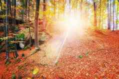 森林阳光明媚的下午季节秋天景观ukrain