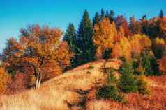 森林阳光明媚的下午秋天季节喀尔巴阡山乌克兰欧洲