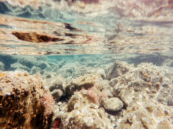 石头海藻水下美世界