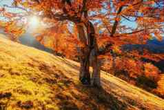 桦木森林阳光明媚的下午秋天季节