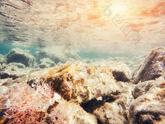 石头海藻水下美世界