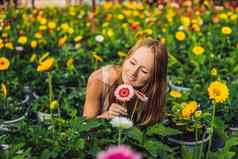 年轻的女人非洲菊农场花培养温室温室格伯斯黛西花植物温室