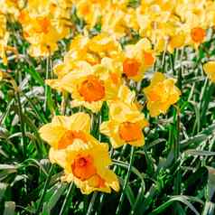 黄色的水仙花花园荷兰散景光效果