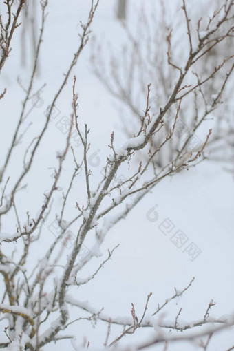 美丽的风景优美的雪冬天背景神奇的冷淡的户外冬天模式