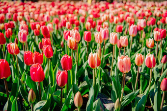 花场色彩斑斓的郁金香库肯霍夫公园荷兰