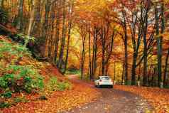 车森林路径秋天景观乌克兰欧洲