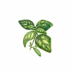 罗勒水彩白色背景用钉子钉上罗勒滴水新鲜的普罗旺斯的草本植物香料烹饪现实的植物插图合适的设计邀请
