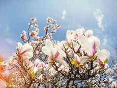 美丽的粉红色的春天花木兰树分支
