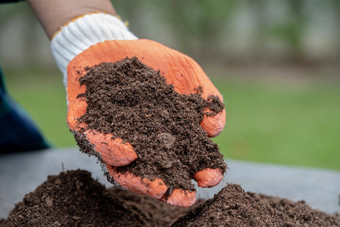 手持有泥炭莫斯有机事改善土壤农业有机植物日益增长的生态概念