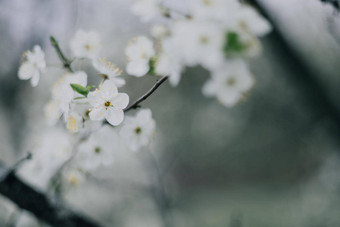 白色紫丁香花背景outdors光不错的