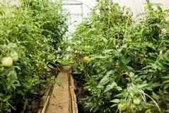 西红柿挂分支温室概念园艺生活国家大温室日益增长的自制的西红柿