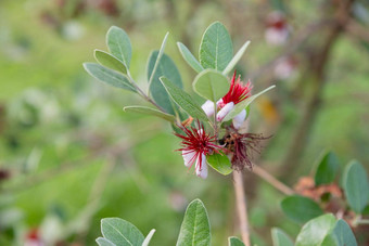 花粉红色的绿色爬虫<strong>猕猴</strong>桃一般variegated-leaf哈代<strong>猕猴</strong>桃物种落叶伍迪他来了花叶子婴儿<strong>猕猴</strong>桃浆果水果