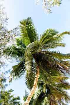 马埃塞舌尔热带海滩棕榈树蓝色的海洋马埃塞舌尔棕榈树孤立的一点点蓝色的天空