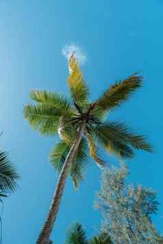马埃塞舌尔热带海滩棕榈树蓝色的海洋马埃塞舌尔棕榈树孤立的一点点蓝色的天空