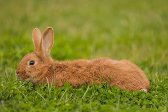 橙色兔子草坪上