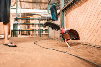 战斗旋塞战斗竞技场农村区域利昂尼加拉瓜传统的押注体育运动动物战斗
